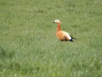 DSCN6392.webp