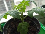 IMG_20170405_163004.jpg