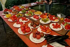 Irinas Tomatenfest0207b.jpg