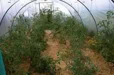 Irinas Tomatenfest1707.webp