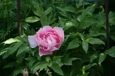 Staudenpäonie0113 (2).webp