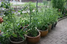 IMG_1249a.webp