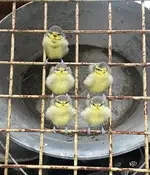 Meisenbild elis.webp