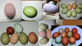 Eiercolage.webp