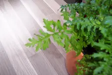 100_3763.webp