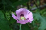 Mohn1716.jpg
