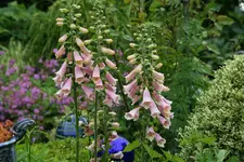 Digitalis0616.jpg