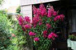 Bougenvillea1116.jpg