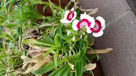 20170407_135334.webp