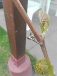 IMG_20170407_144655.jpg
