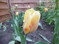 P1000562.webp