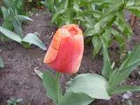 P1000563.webp