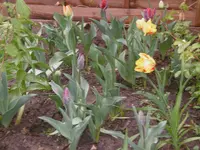 P1000565.webp