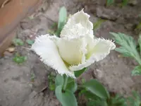 P1000570.webp