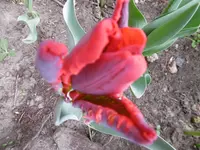 P1000571.webp