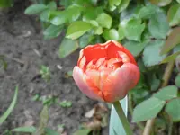 P1000575.webp