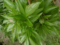 P1000580.webp