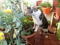 P07.webp