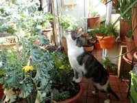 P09.webp