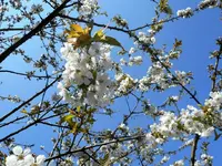 Kirschbaum 3.webp