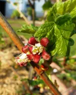 Jostabeeren 1.webp