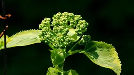 kletterhortensie.miranda.-.hydrangea.petiolaris.miranda_0033.jpg