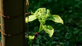 kletterhortensie.miranda.-.hydrangea.petiolaris.miranda_0032.webp