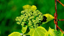 kletterhortensie.miranda.-.hydrangea.petiolaris.miranda_0030.jpg