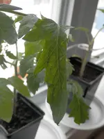 P4070375.webp