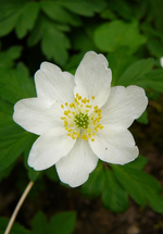 P1130560.webp
