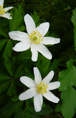 P1130570.webp