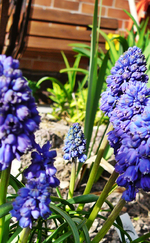 P1130519.webp