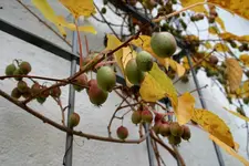 Weiki0809.webp