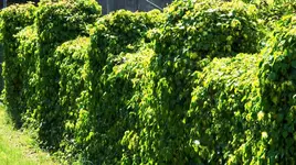 garten_0001.webp