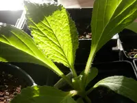 P4080381.webp