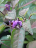 P4080386.webp