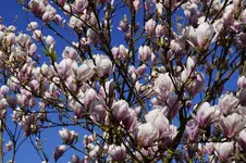 _DSC1371.webp