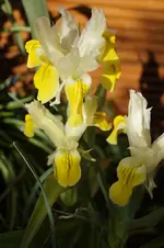 _DSC1384.webp