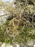 IMG_20170409_143458.webp