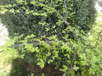 IMG_20170409_153915.webp