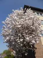 P1040883.webp