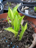 kisuji_600x800.JPG