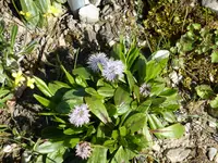 P1040916nacktstengl. Kugelblume.webp