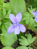 P1040932Viola reichenbachiana.webp