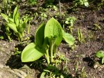 P1040953Hosta cultiva Tokudama.jpg