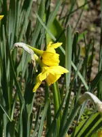 P1040985Jonquille-Narcisse Waterperry.webp