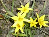 P1050003Tulipa bakeri Lilac wonder.webp