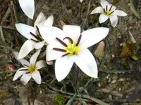 P1050006tulipa kolkakowskiana.webp