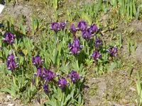 P1050008Iris pumila.webp