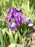 P1050009Iris pumila.jpg